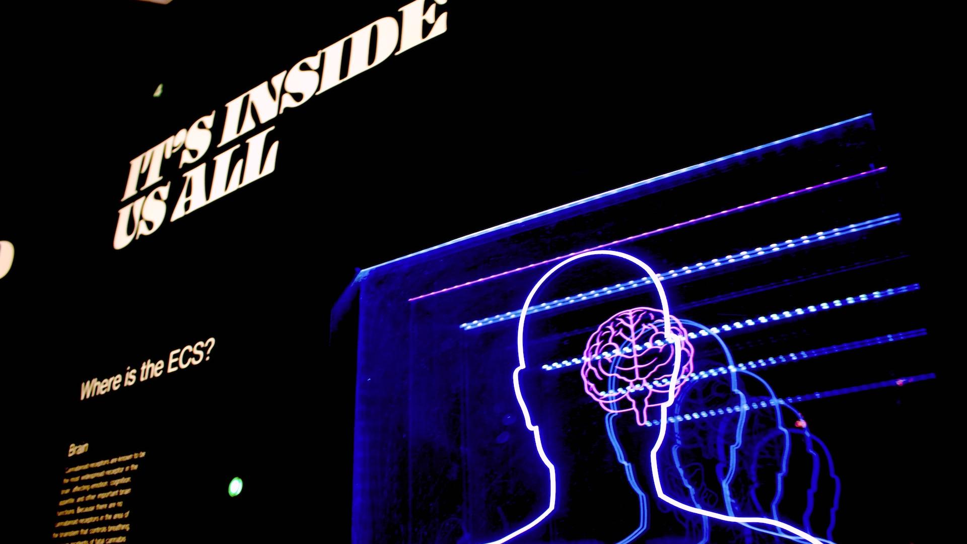 a neon display of a man's head and brain